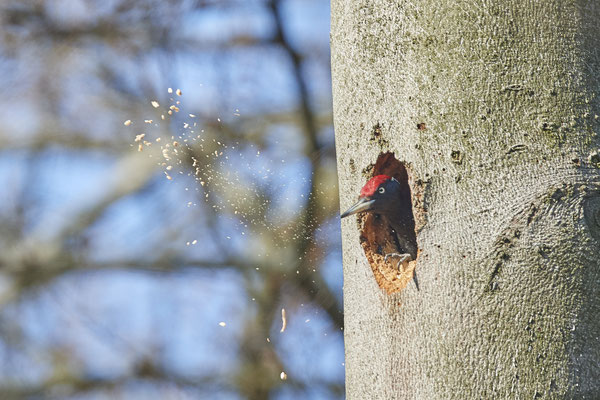 Schwarzspecht - Nach dem Höhlenausbau wirft  er die Späne in hohem Bogen aus der Höhle 3 - (26.03.2021)