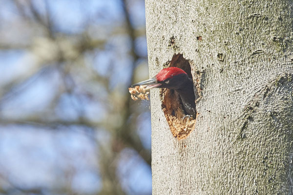 Schwarzspecht - Nach dem Höhlenausbau wirft  er die Späne in hohem Bogen aus der Höhle 2 - (26.03.2021)