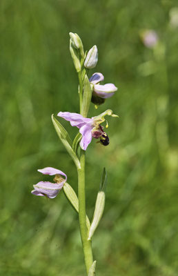 Bienen-Ragwurz
