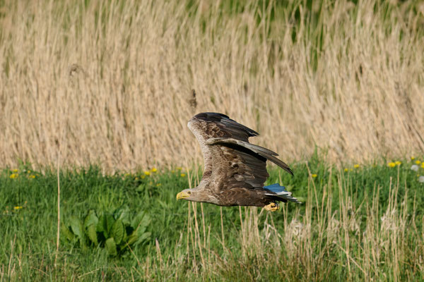 Seeadler