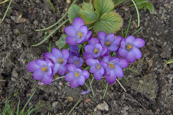 Krokus