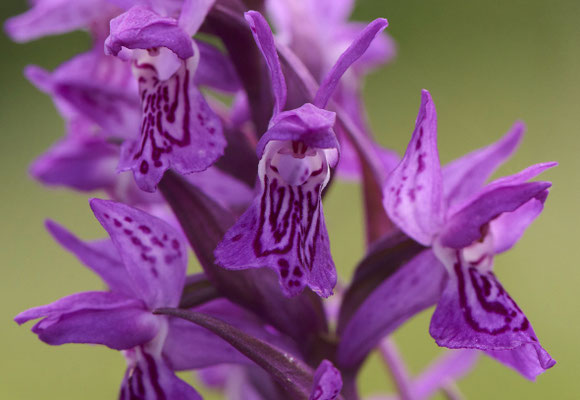 Breitblättriges Knabenkraut