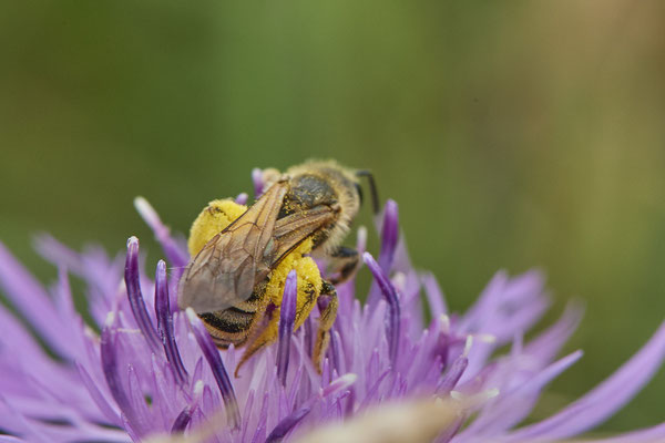 Halictus scabiosae - DIN-Emschermündung - (21.07.2021)