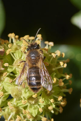 Nr.11-2/04 - Andrena scotica f - Stylopisierte (Schottische Erdbiene) - MG Riegenbenden 15 (08.10.2018)