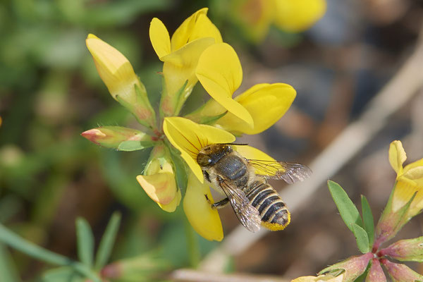 Nr.1245 - Megachile pilidens / Filzzahn-Blattschneiderbiene - Herten Zeche Ewald - 51°34`21.86"  7°08`50.28" - (31.08.2019)