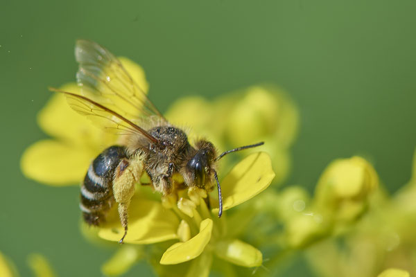 Nr.0557 - Andrena flavipes / Gewöhnliche Bindensandbiene - OB Hoag Fahrradtrasse - 51°30`13.64" 6°50`46.65" - (22.05.2019)