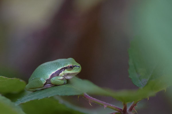 Laubfrosch