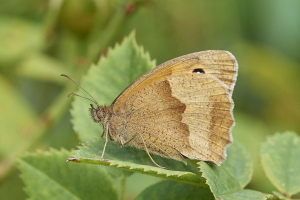 Großes Ochsenauge - (04.08.2021)