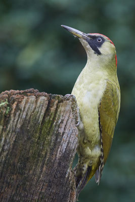 Grünspecht Weibchen im Garten - (18.10.2019)