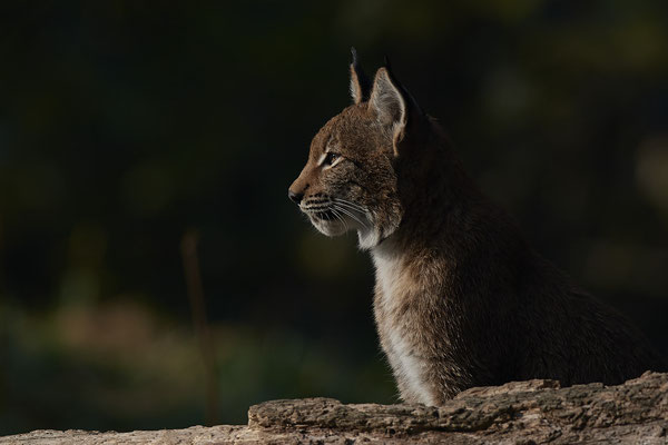 Luchs - 2ter Tag im Biotopwildpark Anholter Schweiz - (22.09.2020)