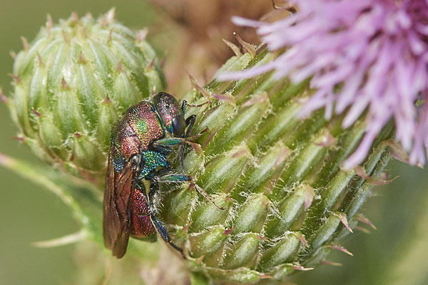Nr.0937 - Hedychrum rutilans / Goldwespe - OB LMB - 51°29`11.55" 6°53`53.48" - (28.06.2019)