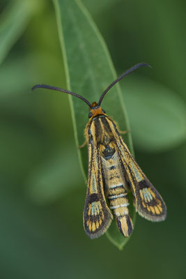 Eselswolfsmilch-Glasflügler - In den Rheinwiesen bei DU-Rheinhausen - (06.05.2022)