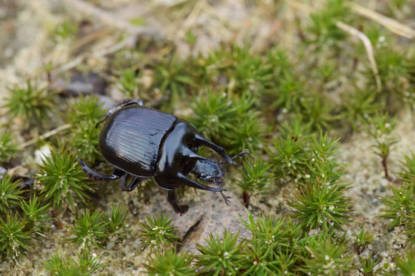 Stierkäfer