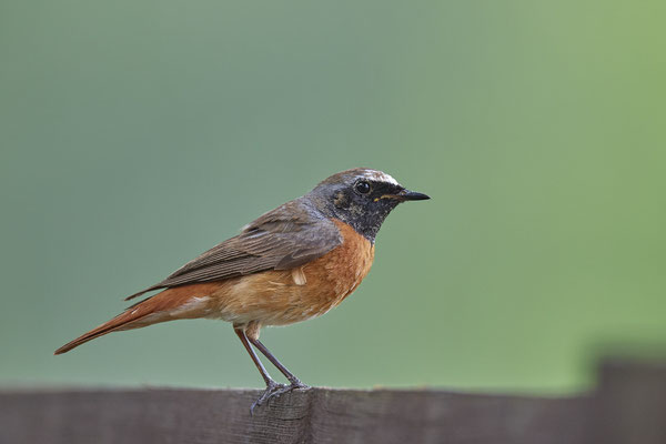Gartenrotschwanz Männchen - (11.06.2020)