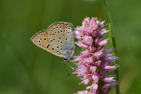 Lilagold-Feuerfalter