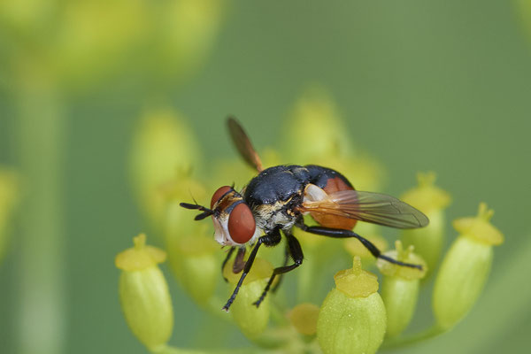 Nr.1127 - Gymnosoma rotundatum / Raupenfliege - OB Zeche Sterkrade - 51°31`11.24" 6°50`15.70" - (10.08.2019)