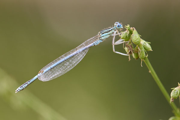 Blaue-Federlibelle