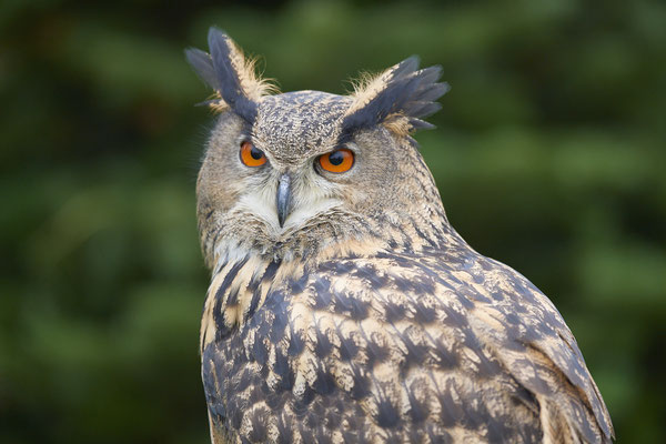 Uhu - Heute beim Falkner H. Peschen aus Wesel - (15.12.2018)