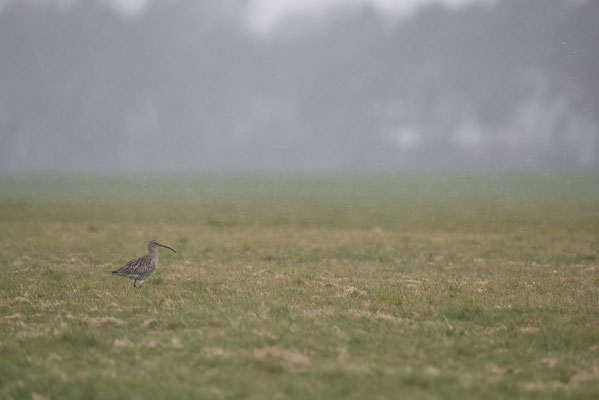 Großer Brachvogel - Dingdener Heide - (01.04.2022)