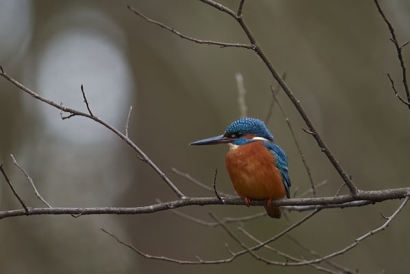 Eisvogel