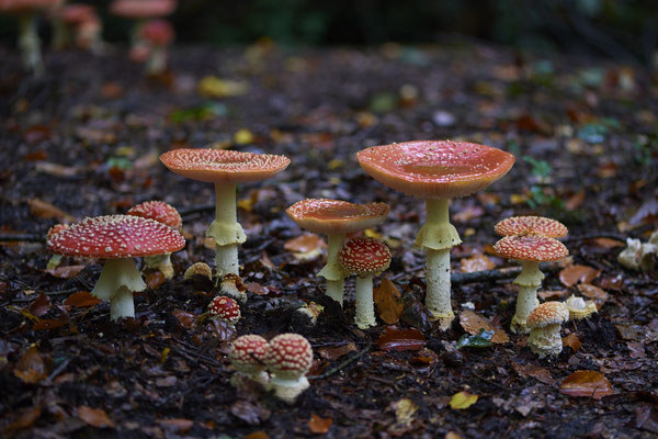 Fliegenpilze am Rotbach Kirchhellener Heide - (30.09.2019)