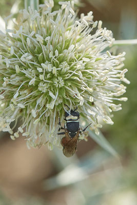 Hylaeus variegatus - Dinslaken Emschermündung - 51°33`56.26" 6°41`27.74" - (08.08.2020) - Rote Liste: Kategorie 3: Gefährdet