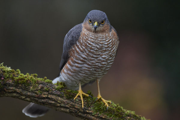 Bei miesem, dunklem Wetter und hohen Isowerten - Sperbermännchen sehr nah im Garten - (28.11.2019)