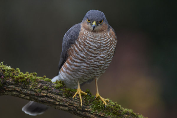 Bei miesem, dunklem Wetter und hohen Isowerten - Sperbermännchen sehr nah im Garten - (28.11.2019)