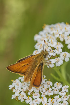 Nr.0746 - Braunkolbige-Braun-Dickkopffalter / Thymelicus sylvestris - OB Hoag Fahrradtrasse - 51°30`13.64" 6°50`46.65" - (19.06.2019)