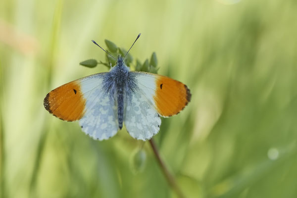 Heute in aller frühe beim Aurorafalter - Oberhausen - (18.04.2022)