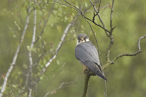 Baumfalke