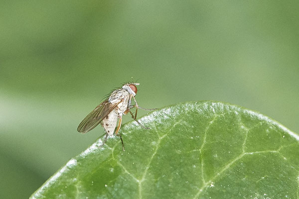 Nr.21-1/10 - Fliege - OB Bottroperstraße Olgapark (08.11.2018)
