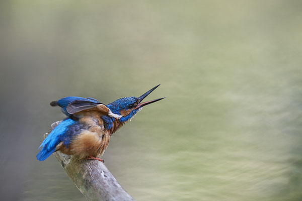Nicht nur das fotografieren, sondern auch das Beobachten dieser herrlichen Vögel macht Spaß - (28.05.2020)