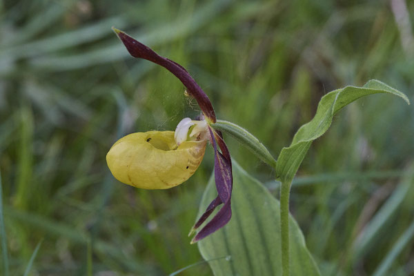 Orchidee Frauenschuh - Vom 13.6. bis 20.6.2021 Urlaub im Allgäu