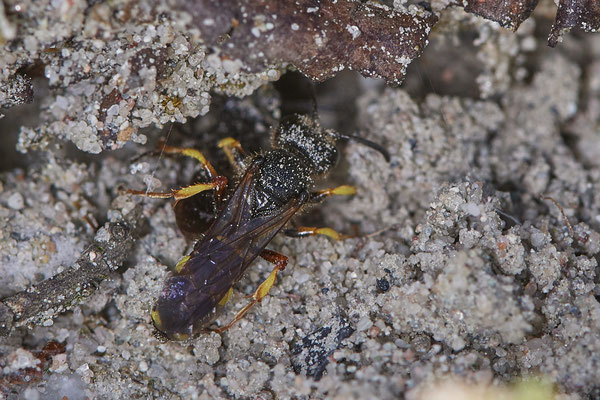 Nr.0702 - Cerceris rybyensis / Bienenjagende Knotenwespe - OB LMB - 51°29`11.55" 6°53`53.48" - (16.06.2019)