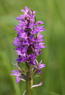 Übersehenes Knabenkraut - Orchideen-Urlaub im Allgäu vom 26.05. bis 09.06.2024