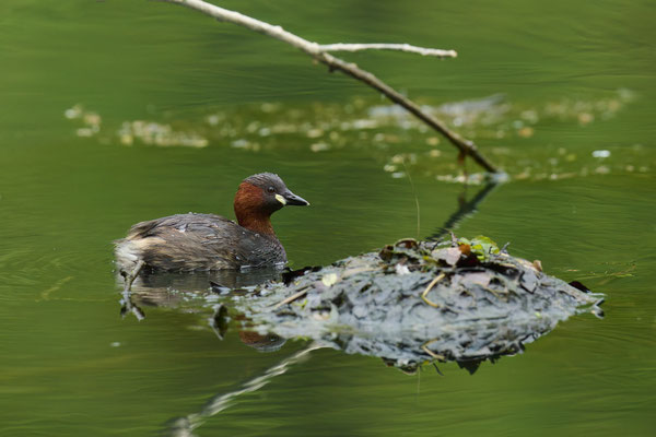 Nestbau beim Zwergtaucher