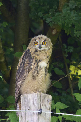 Uhu - Jungvogel