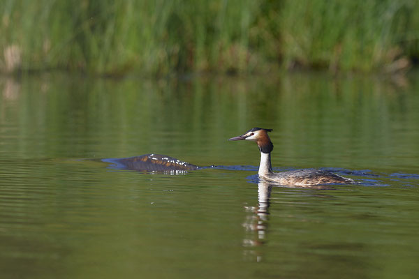 Haubentaucher