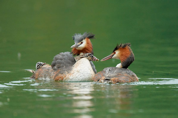 Haubentaucherfamilie
