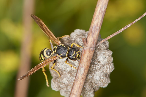 Polistes albellus - LMB - 51°29`17.50" 6°53`52.16" - (12.05.2021)