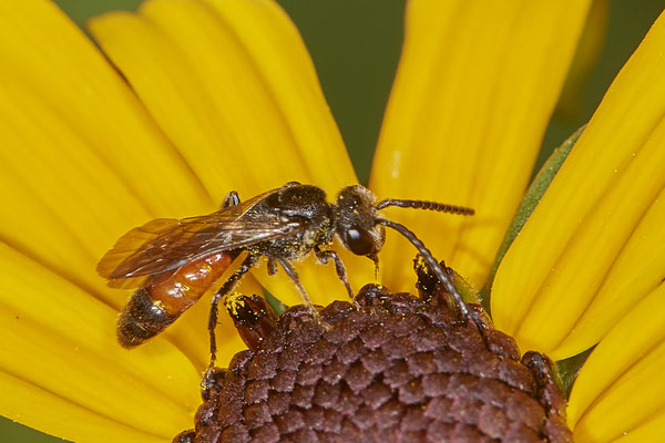 Nr.1042 - Sphecodes sp - OB im Garten - 51°31`49.60" 6°50`56.50" - (29.07.2019)