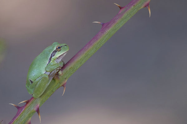Laubfrosch