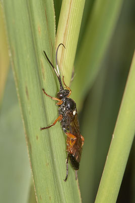 Ichneumonidae sp. / Schlupfwespe - Bottrop Halde Schöttelheide - 51°33`41.04" 6°53`39.96" - (01.08.2020)