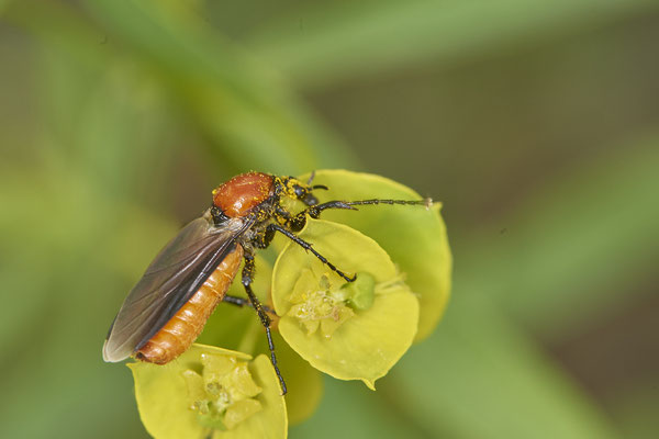 Nr.0360 - Bibio hortulanus / Gartenhaarmücke - OB Neue Mitte 2 - 51°29`16.15" 6°53`51.80" - (02.05.2019)