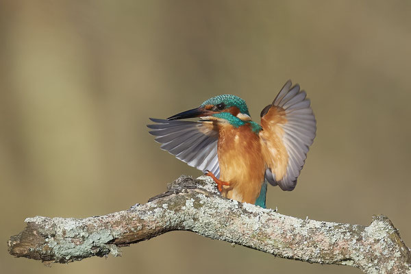 Eisvogel m - (13.02.2022)