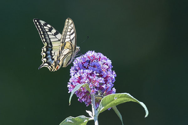 Schwalbenschwanz im Landschaftspark DU