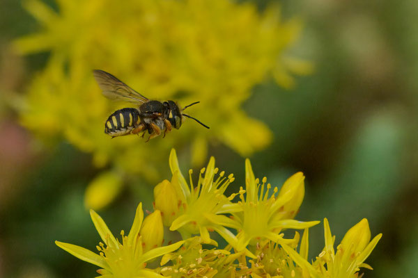 Anthidium onlongatum - Garten