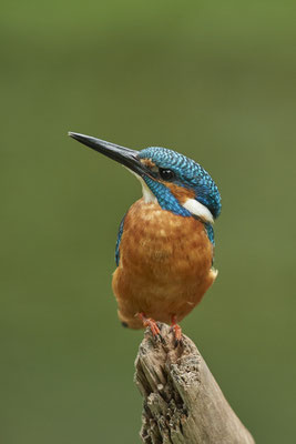 Eisvogel mal ohne Fisch - (09.08.2020)