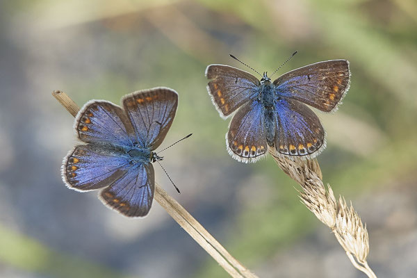 Heute nochmal in aller Frühe zum  Hauhechel-Bläuling / Polyommatus icarus -  Bottrop Halde Schöttelheide - (03.08.2020)